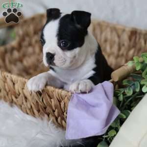 Boots, Boston Terrier Puppy